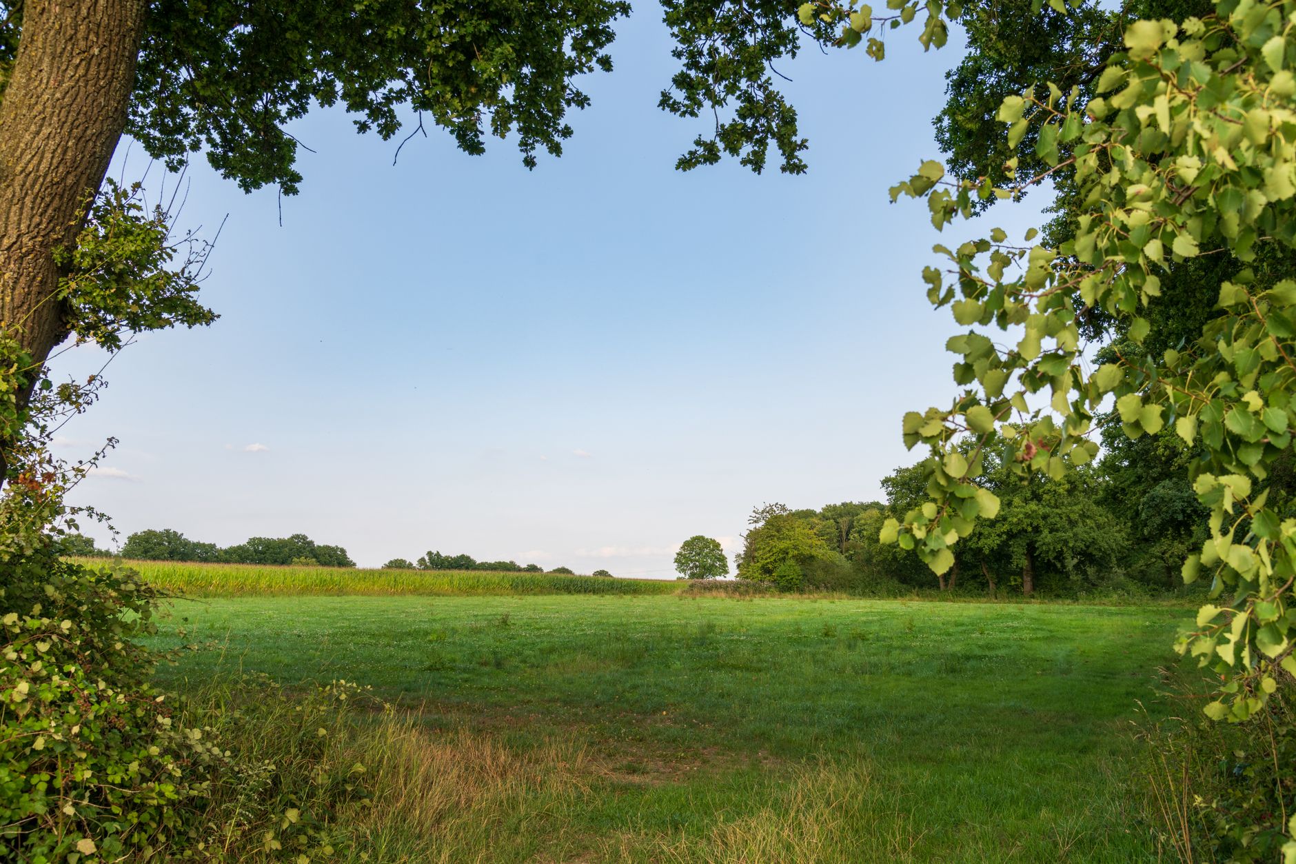 We Buy Land for Cash in Illinois: How to Turn Vacant Property into Quick Cash