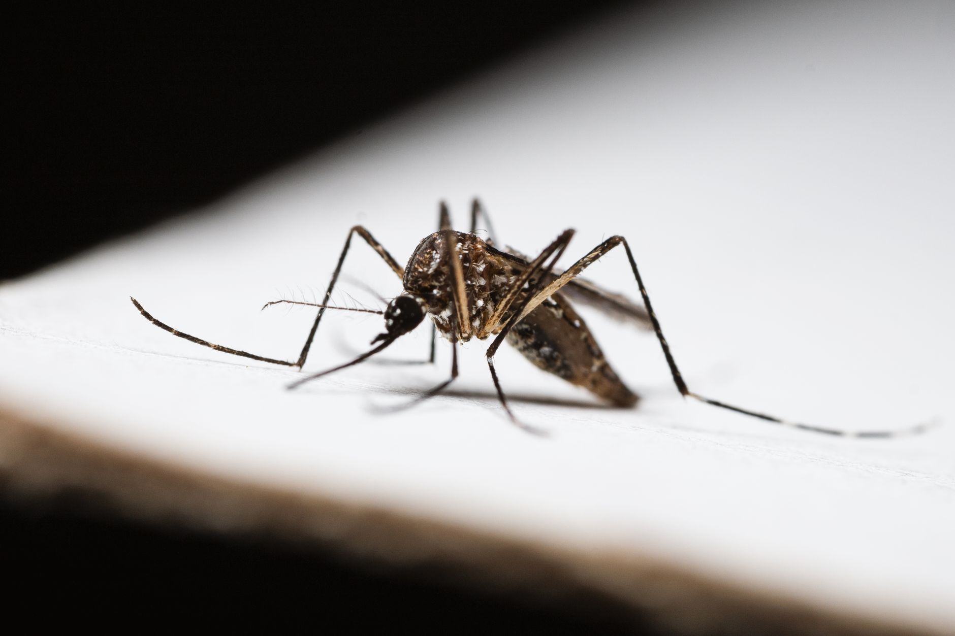 7 Diseases That Can Be Transmitted By Mosquito Bites