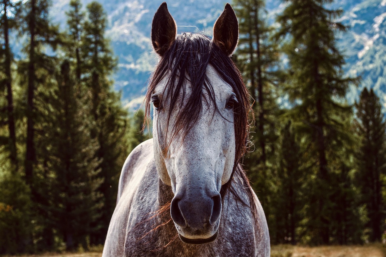 Caring For Your Horse While Boarded