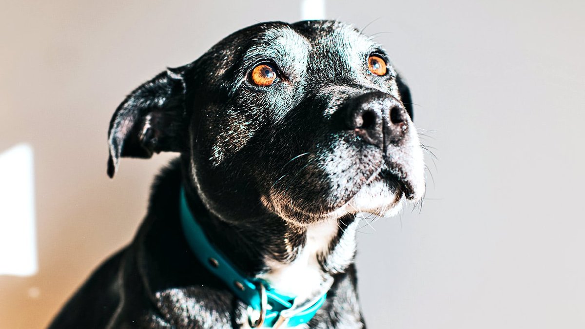 Shorter dog strides linked to cognitive decline - dog cognitive decline