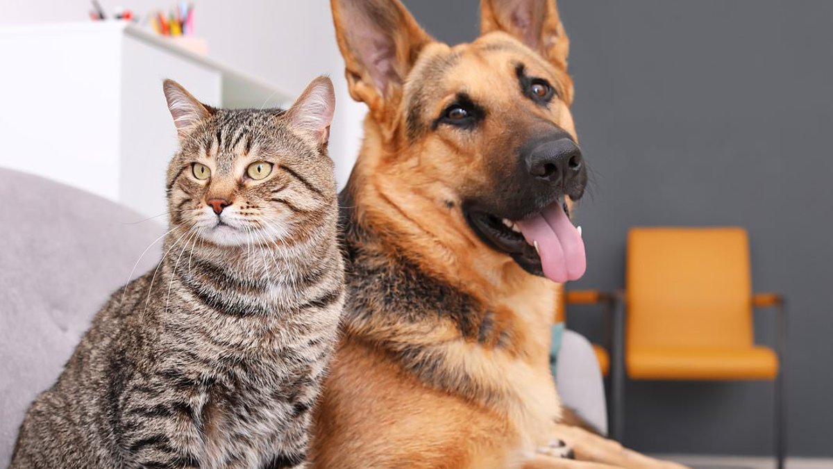 Seven in ten landlords reject pets despite new rules Seven in ten landlords reject pets despite new rules - landlords reject pets