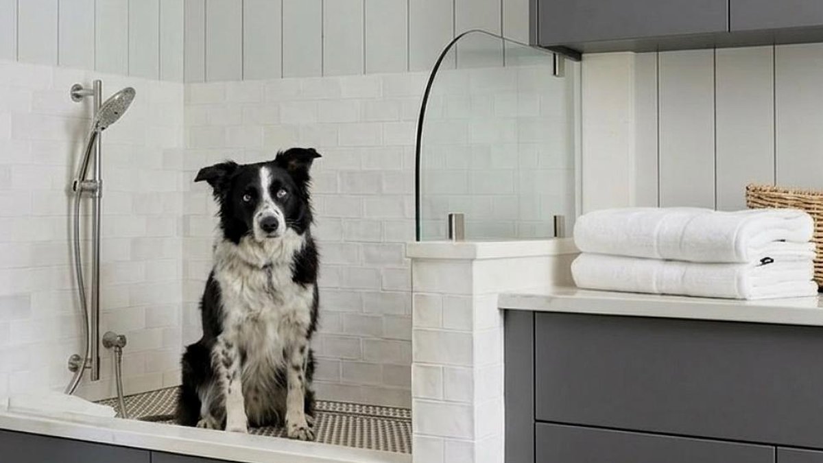 Better place to wash your dog found Better place to wash your dog found - dog wash