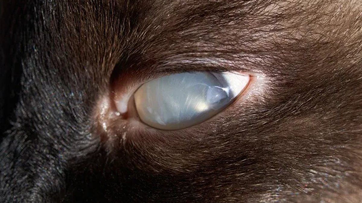 Veterinarians warn of hidden pet eye emergencies - pet eye emergencies
