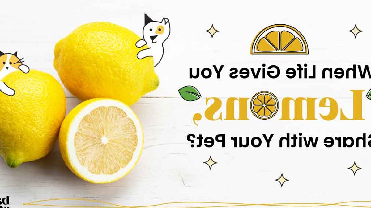 Is Lemon Safe for Dogs and Cats - lemon safe dogs