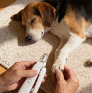 Dog nail trimming review