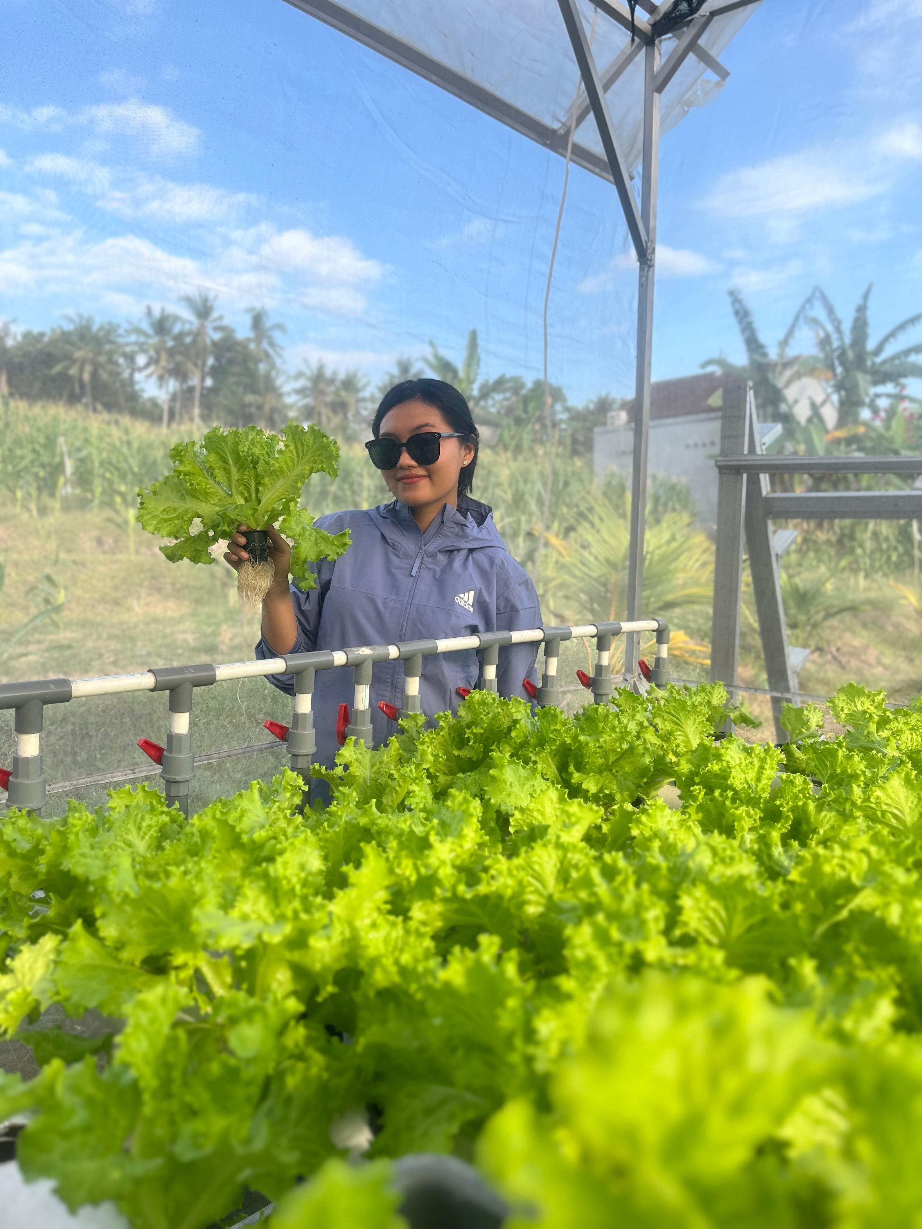 Selada Keriting Hijau