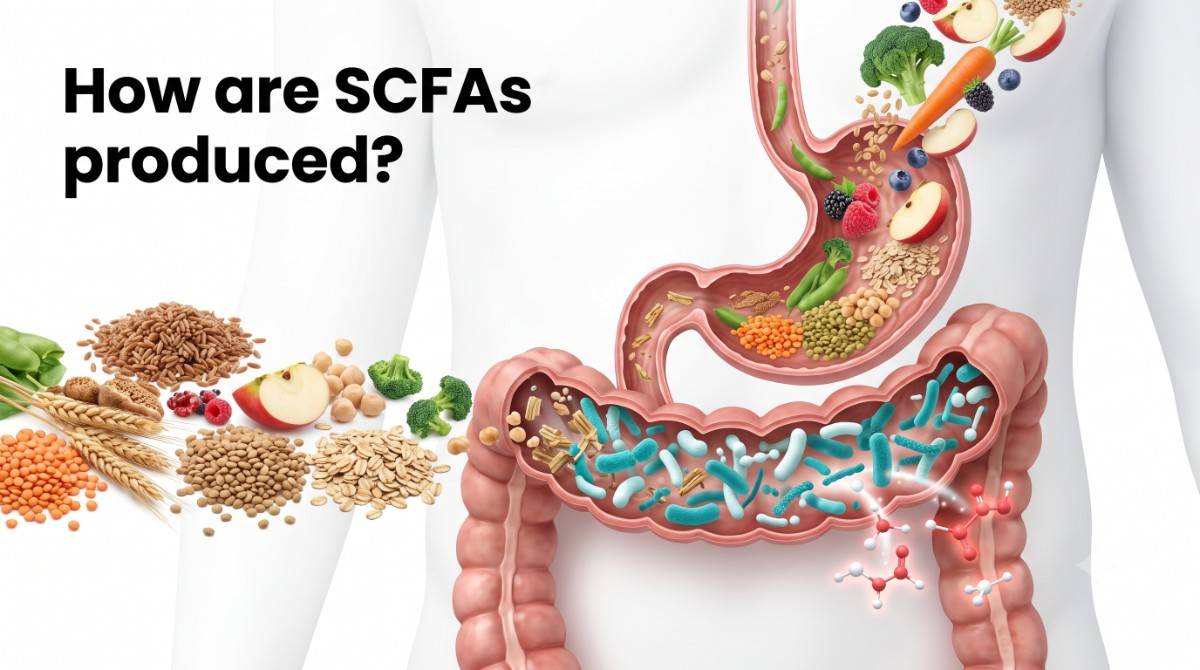 SCFAs produced