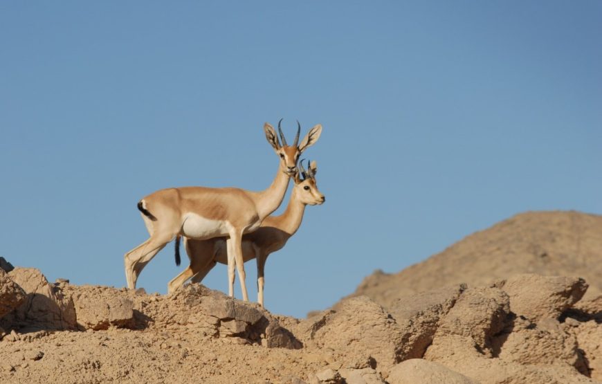 Sunrise Quad Bike Tour in Hurghada – 3-Hour Desert Safari 4