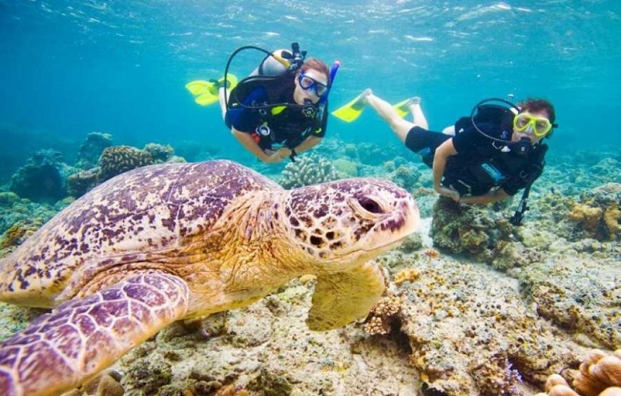 Scuba Diving Tour for Certified Divers – Two Dive Sites & Lunch 3