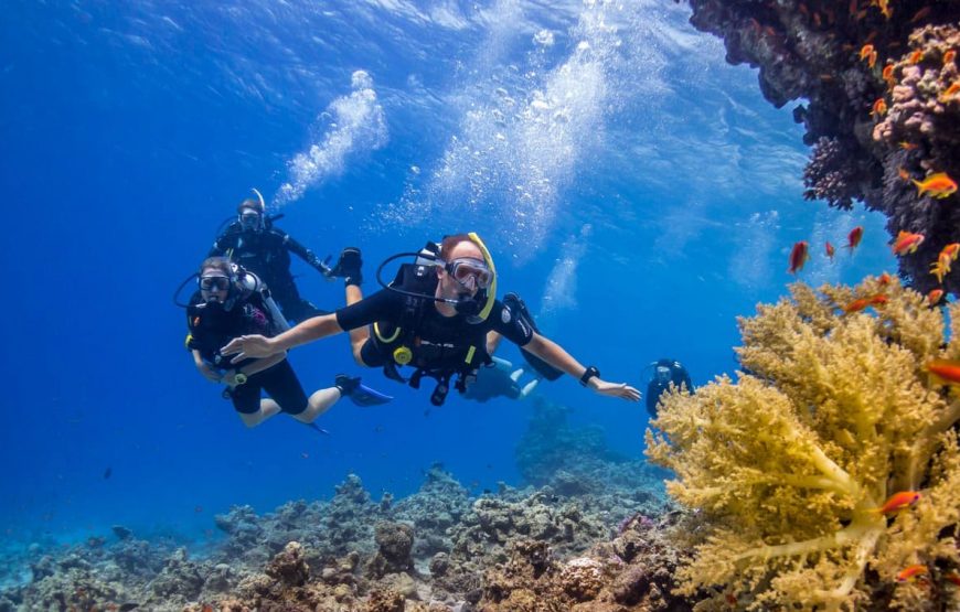 Scuba Diving Tour for Certified Divers – Two Dive Sites & Lunch