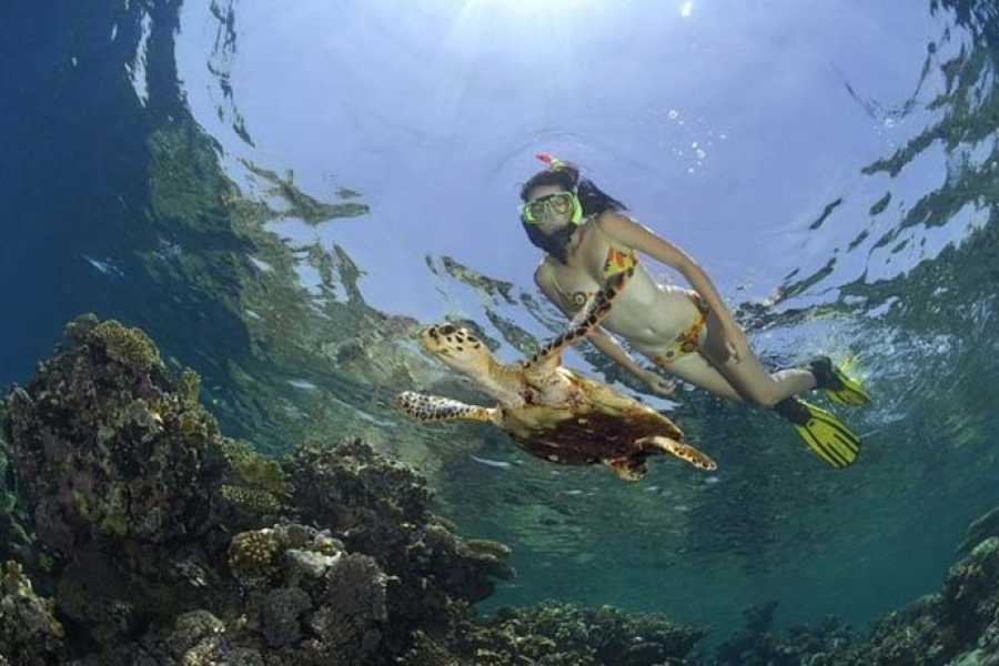 Abu Dabbab Snorkeling Trip from Hurghada – Turtles & Dugong Bay 3