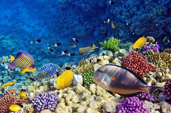 Abu Dabbab Snorkeling Trip from Hurghada – Turtles & Dugong Bay 4