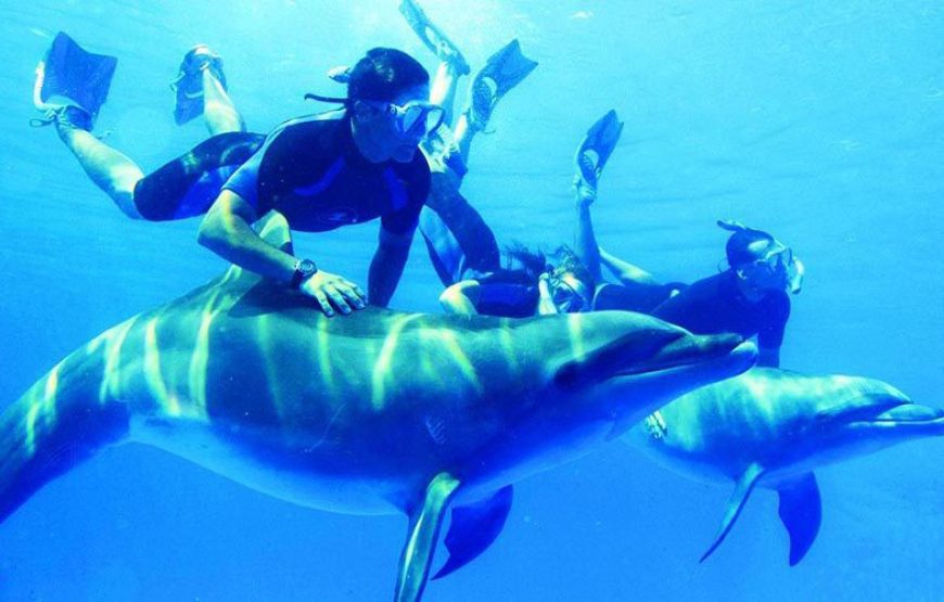 Swimming with Dolphins & Snorkeling Trip in Hurghada 4