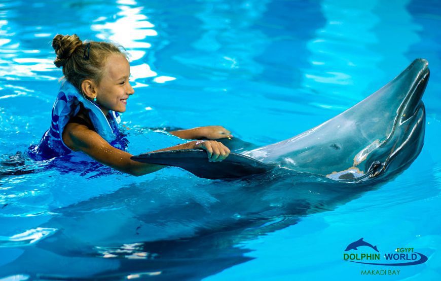 Hurghada Dolphin Show Experience 3