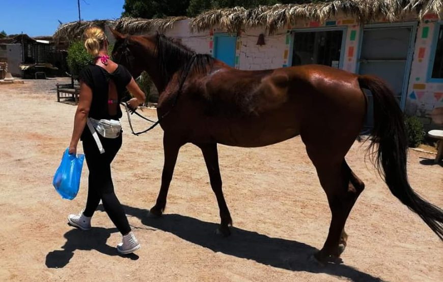 Sea & Desert Horse Riding Adventure in Hurghada 2