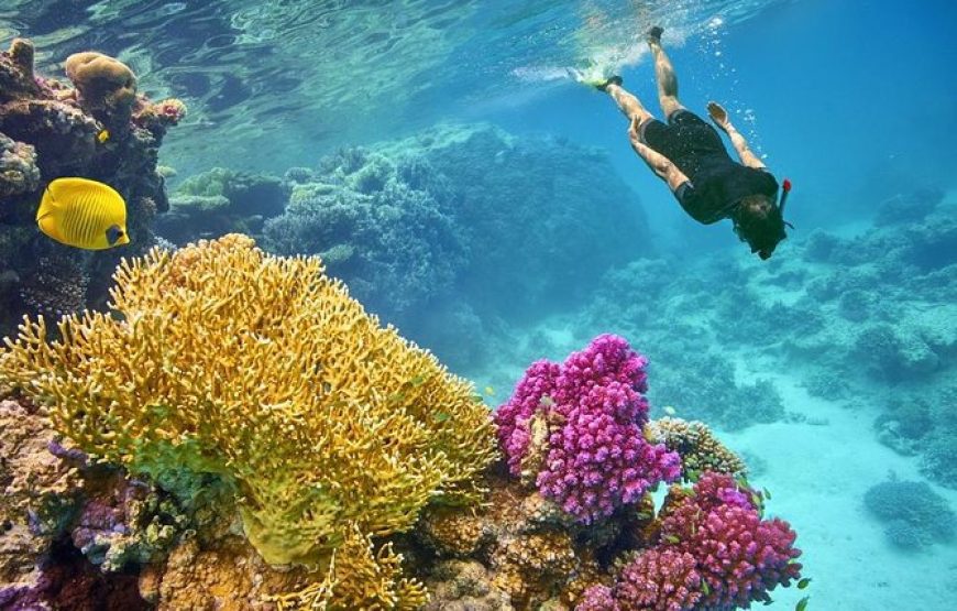 Snorkelers above a Red Sea coral reef