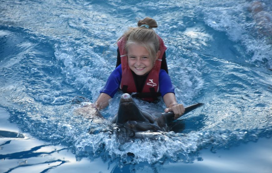 Visitors swimming alongside dolphins Visitors swimming near dolphins in aquatic surroundings