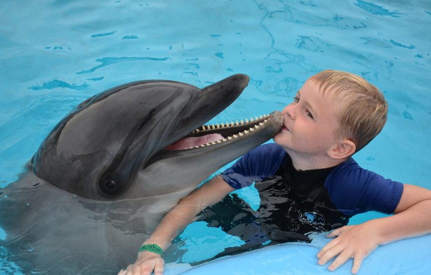 Visitors swimming with dolphins in a pool or open water