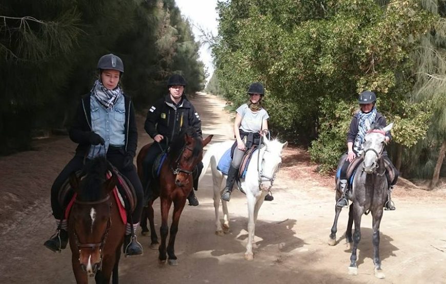 Travellers riding camels or horses through a desert or coastal setting Travellers riding camels or horses through a desert or coastal setting — desert family activities