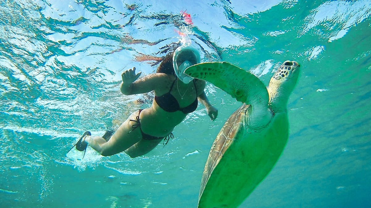 Snorkelers above a Red Sea coral reef