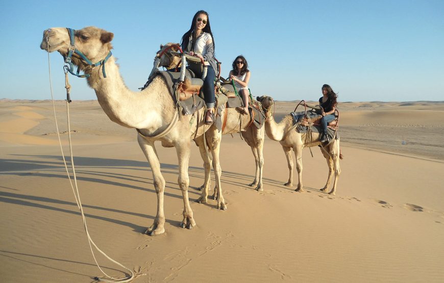 A camel excursion in the Egyptian desert A camel excursion in the Egyptian desert