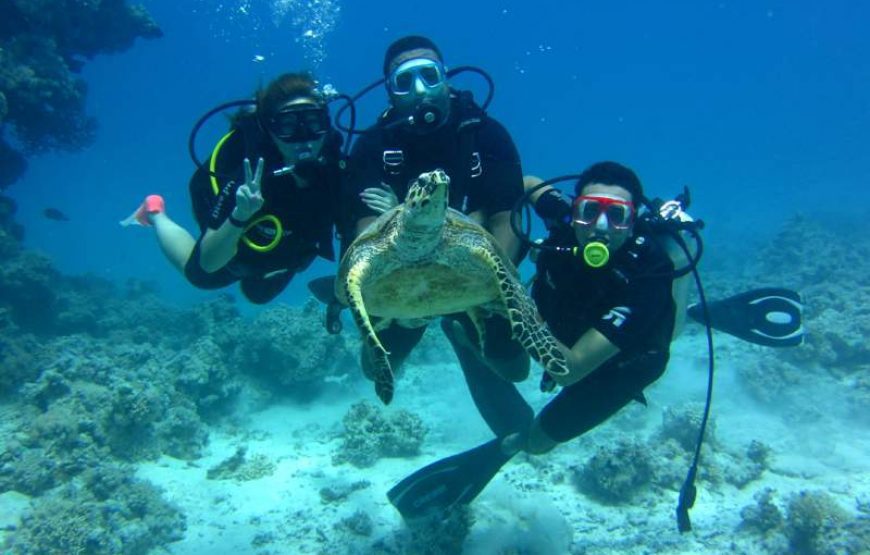 Scuba divers exploring the Red Sea