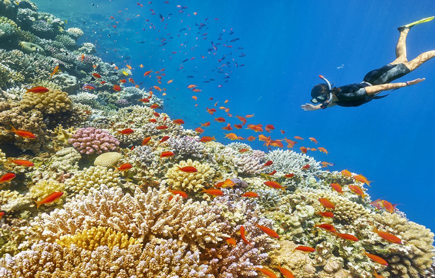 Snorkelers above a Red Sea coral reef Snorkelers above a Red Sea coral reef