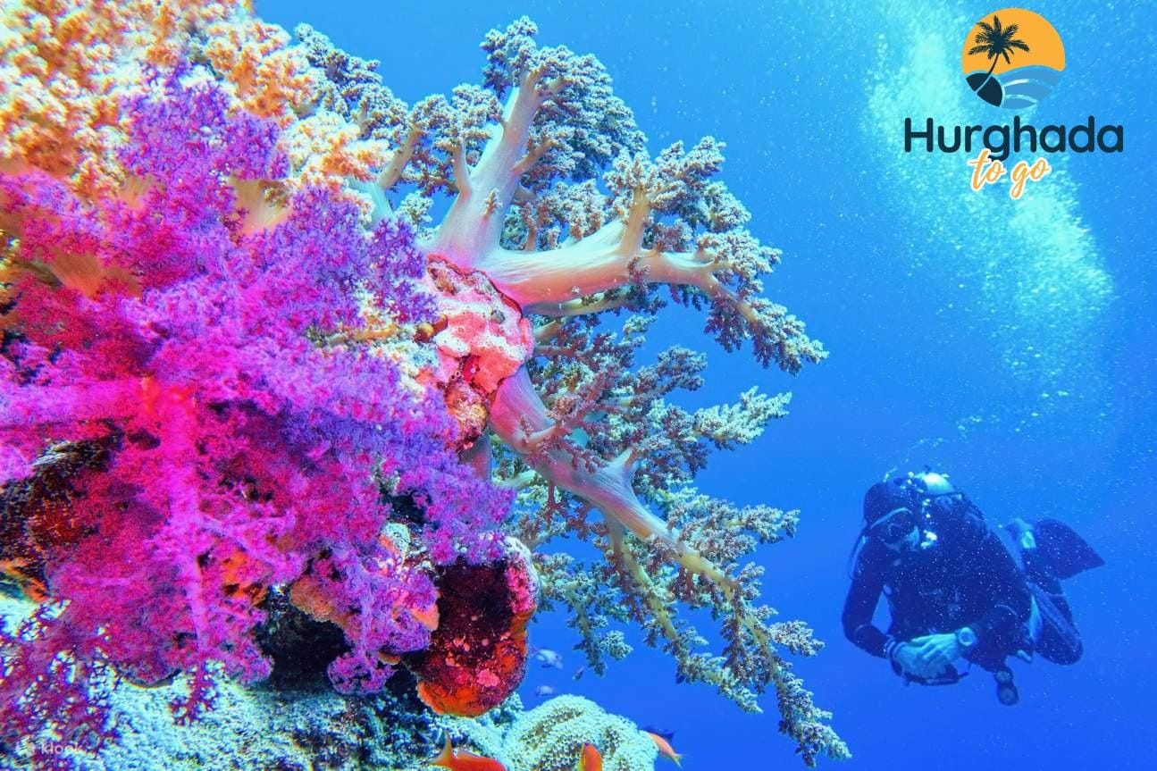 Snorkelers above a Red Sea coral reef Snorkelers above a Red Sea coral reef