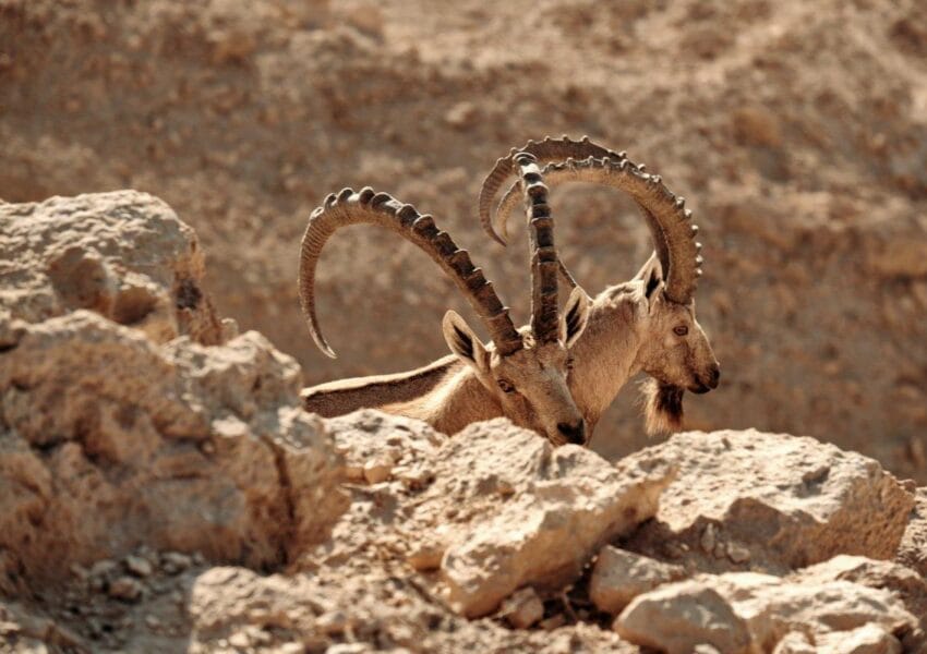 Egypt’s Desert Animals: Wildlife, History & Conservation