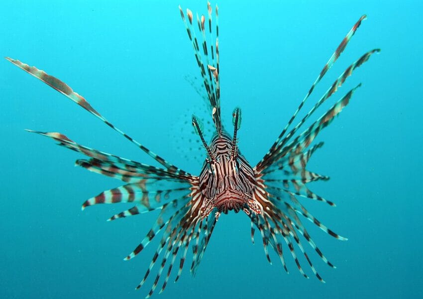Red Sea Fish Guide: Species, Reefs & Marine Conservation