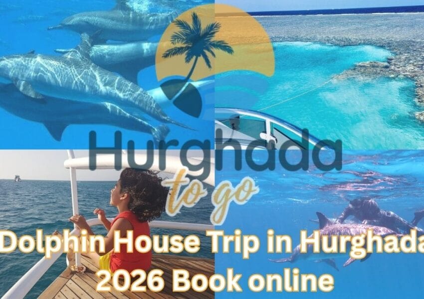 Dolphin House Hurghada: Snorkeling Day Trip and Wild Dolphin Watching