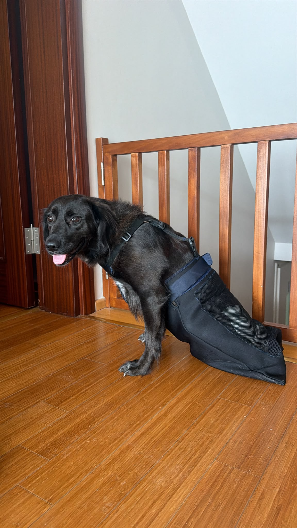 Ev içinde ahşap zeminde Fico sürükleme çantası kullanan siyah köpek