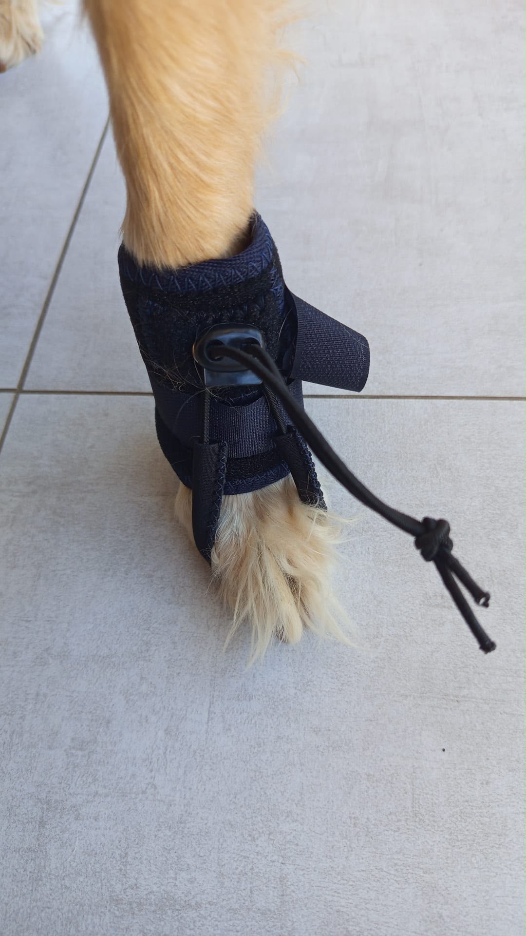 Açık renkli bir köpeğin patisinde Fico parmak ortezinin yakından görünümü