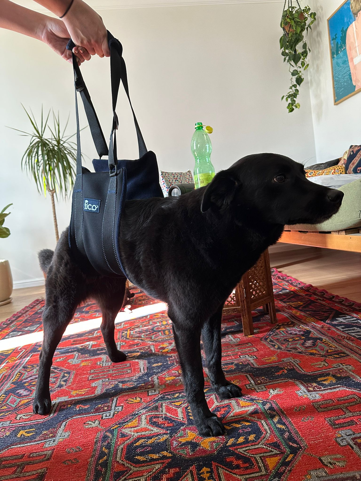 Ev içinde siyah bir köpeği Fico kaldırma desteğinin tutacaklarından destekleyen sahibi