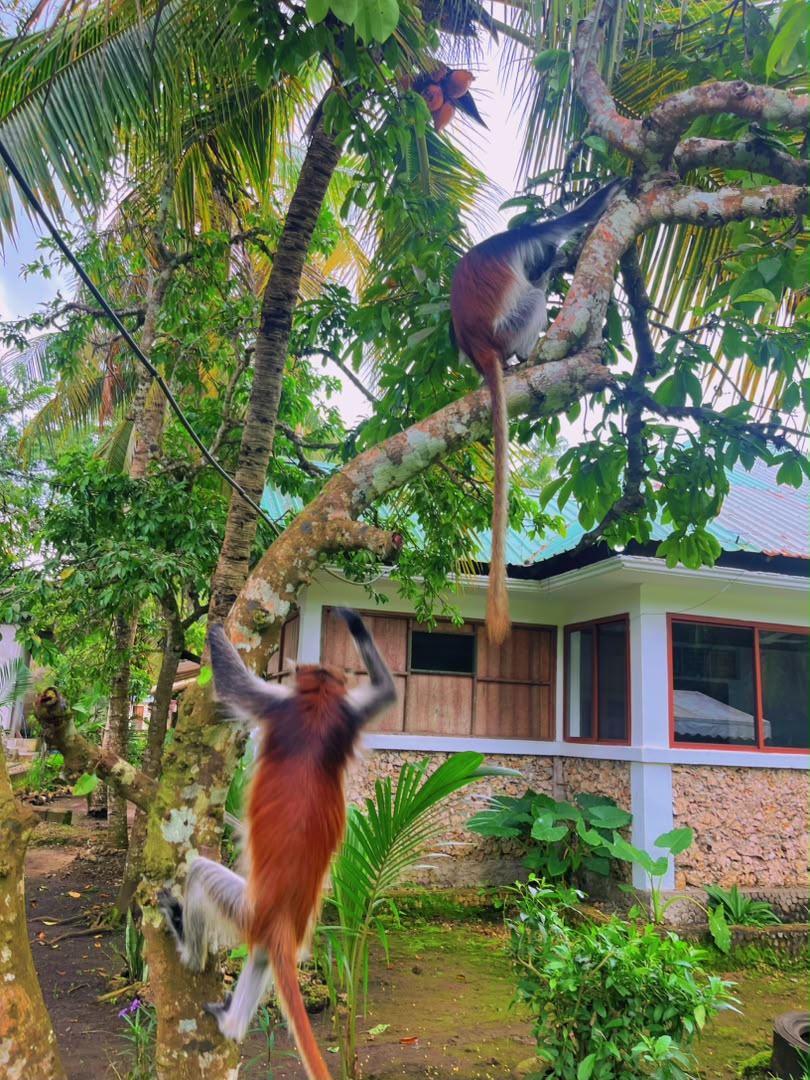 Zanzibar trip 8
