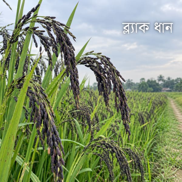 ধানগাছ ও শীষ