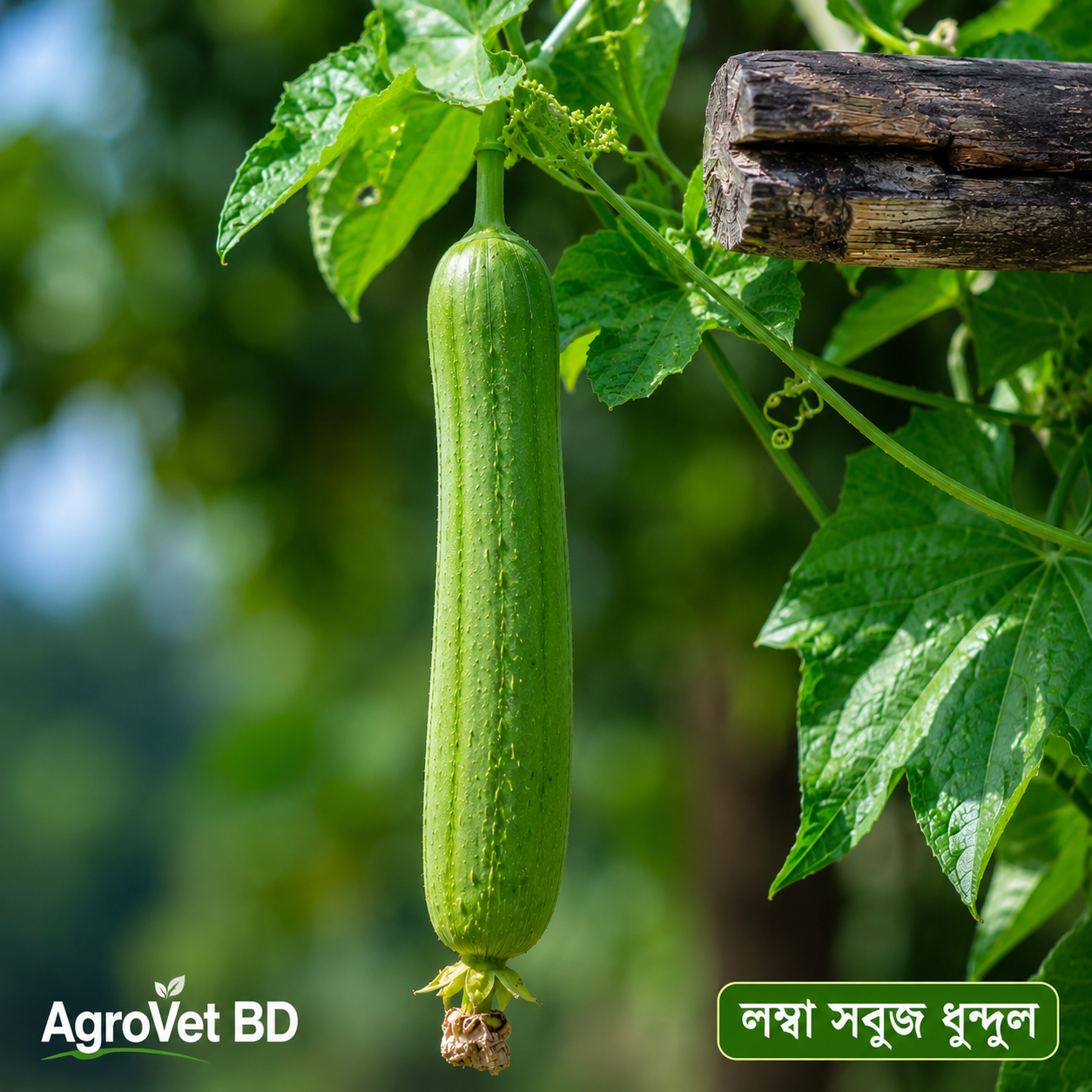 লম্বা সবুজ ধুন্দুলের বীজ