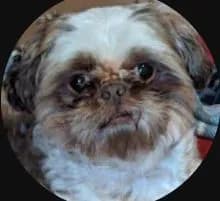 Dan