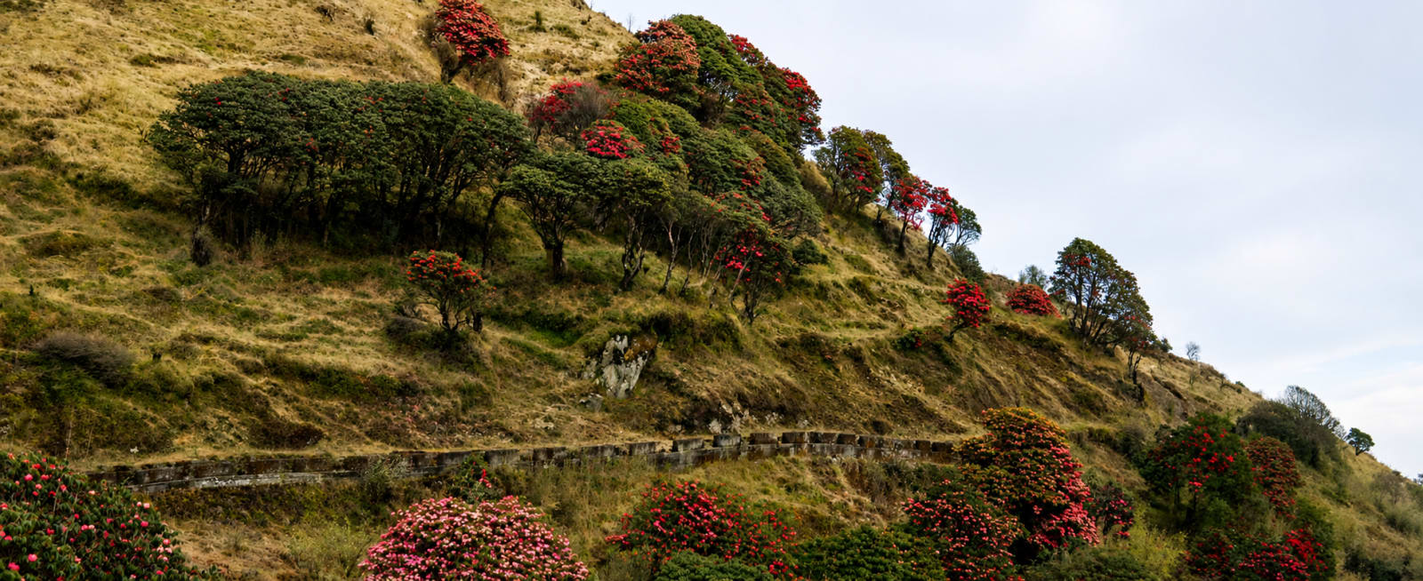Phoktey Sandakphhu Round Trek in West Bengal