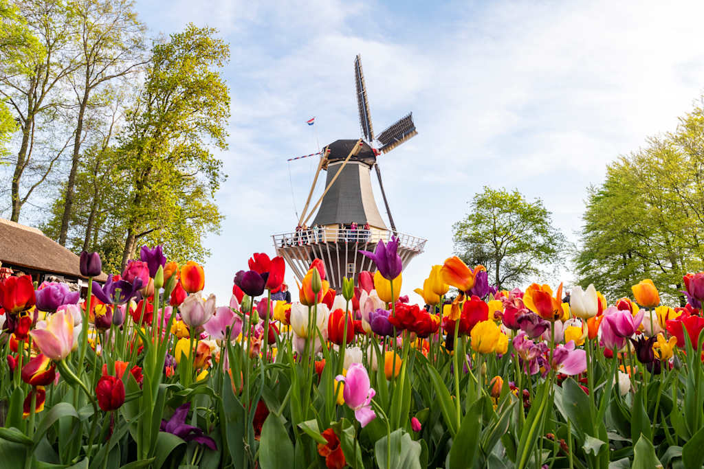 HHB, Holland in Springtime Bike & Boat Aboard The Magnifique III Netherlands, South Holland, Lisse, Keukenhof Gardens, Windmill and Tulips in Keukenhof garden