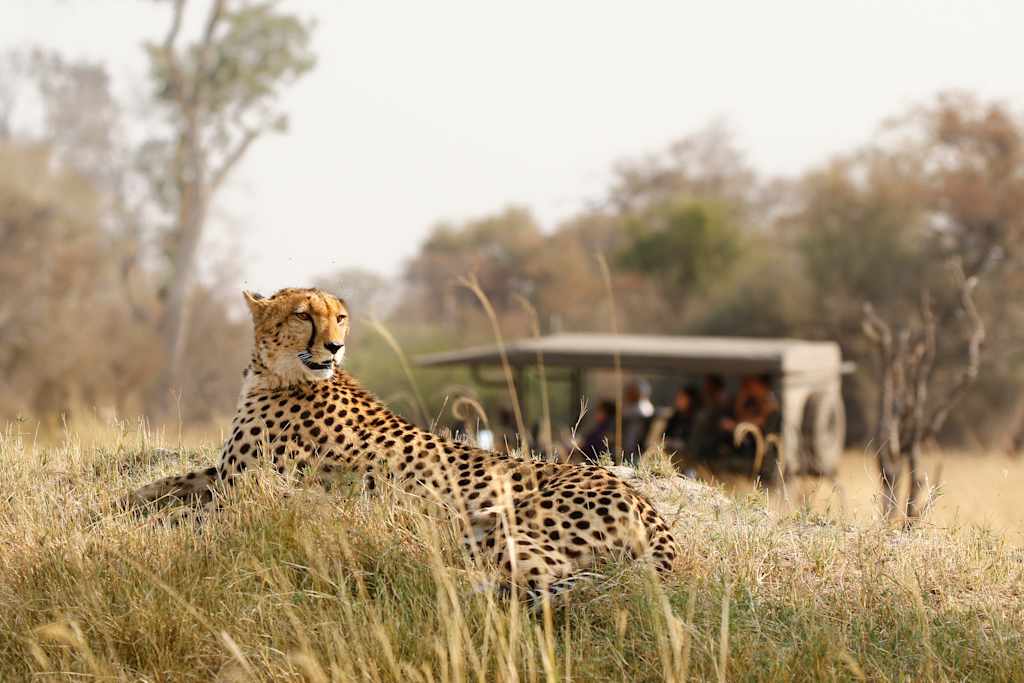 Animal cheetah wildlife safari drive savanna nature cat Africa grass