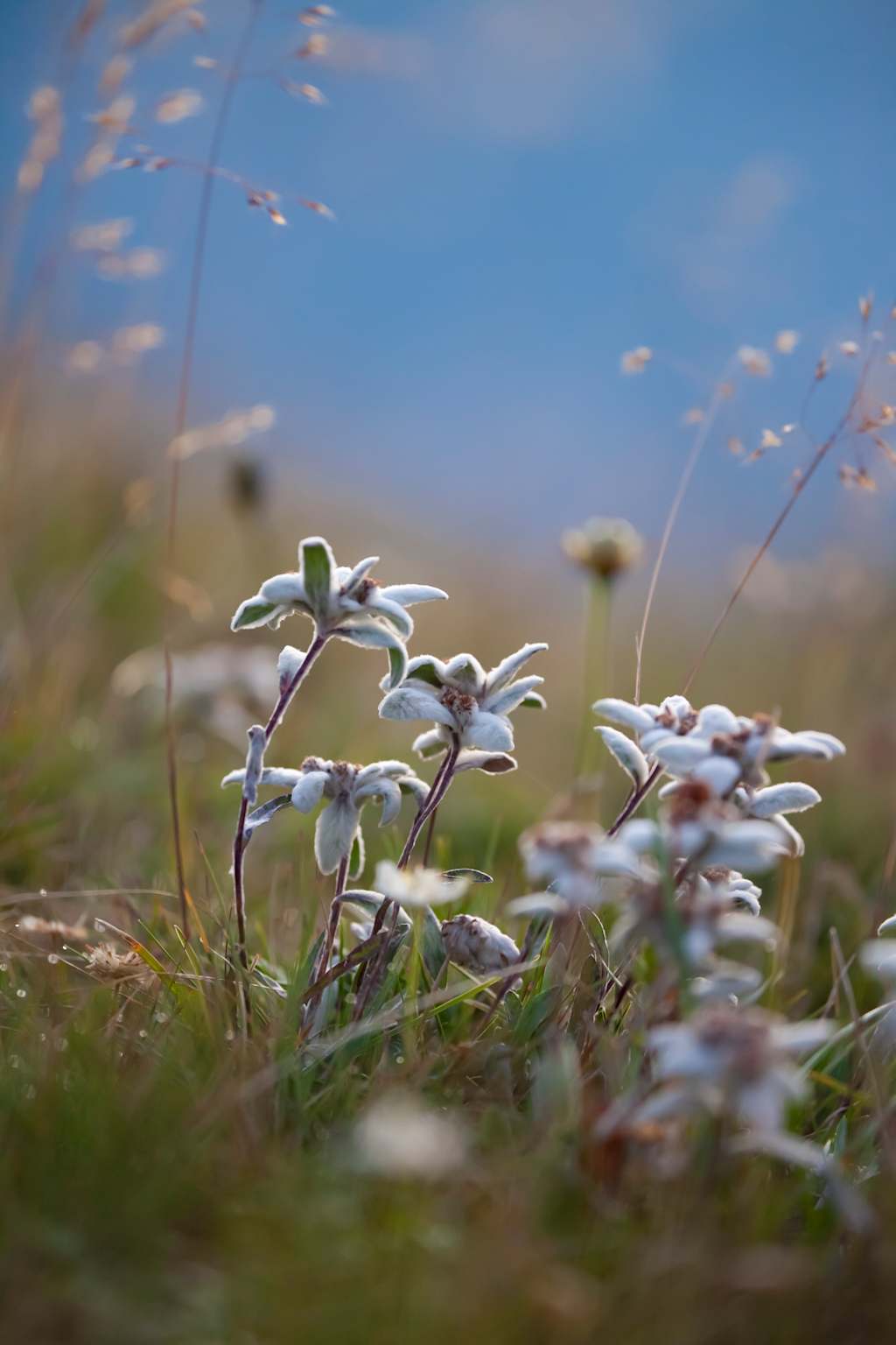 An exemplar of leontopodium alpinum in the Dolomites area