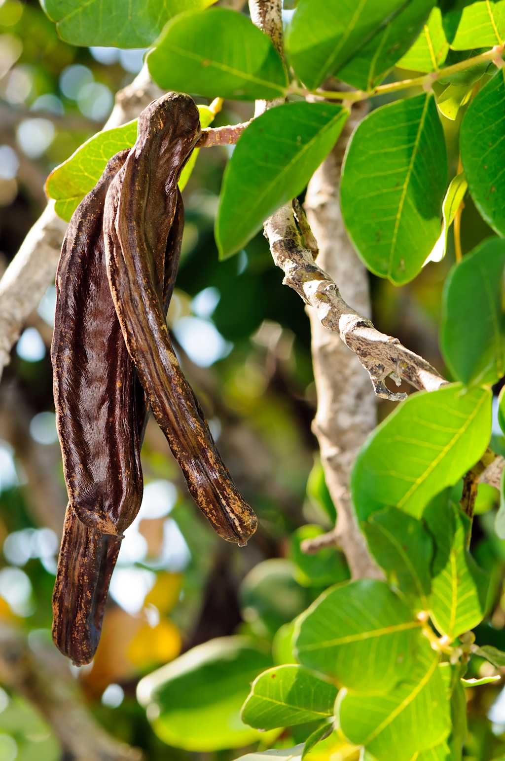 Leaves and ripe carob pods of carob tree (Ceratonia siliqua).