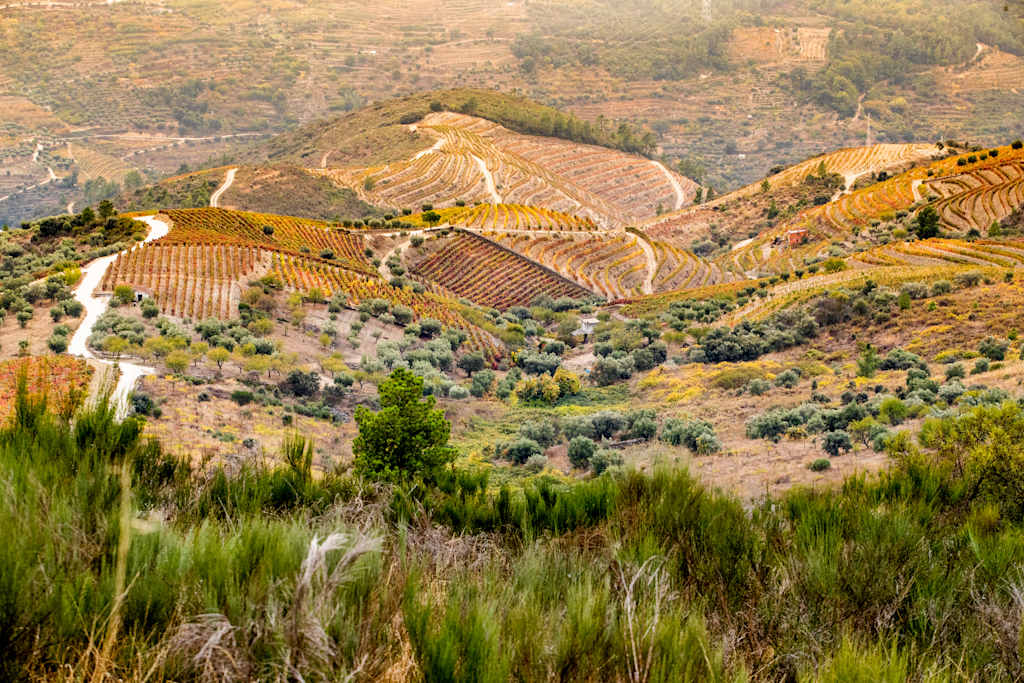 A lush, rolling landscape with terraced vineyards and olive groves nestled among the hills, creating a picturesque and serene rural scene.