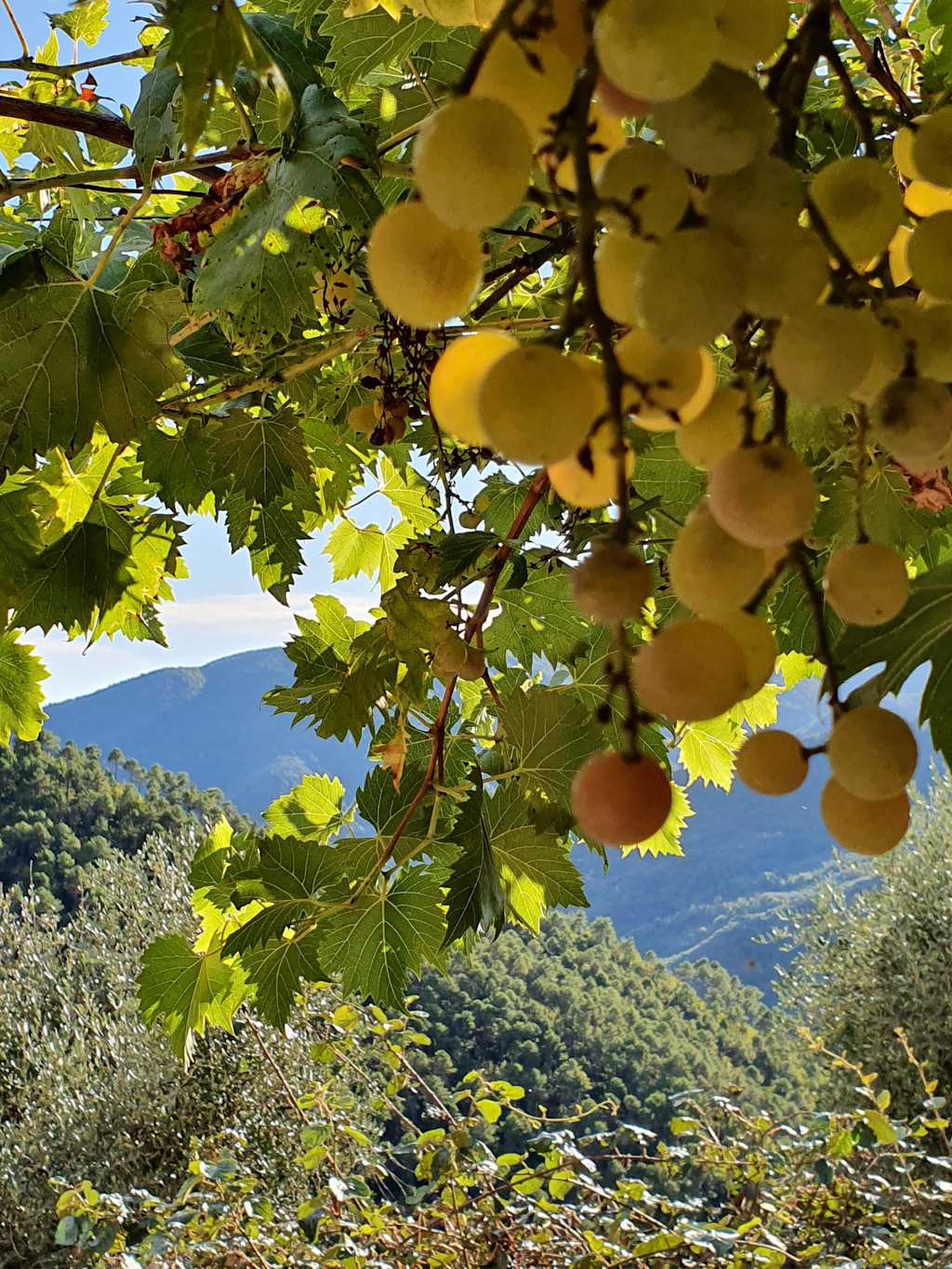 Italy: Piedmont, Langhe & the Italian Riviera Guided Bicycling Vacation