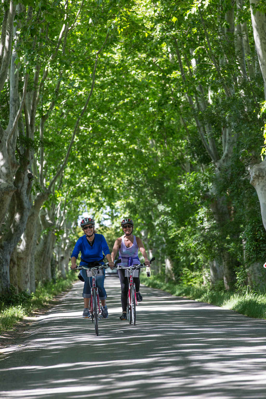 Provence: The Alpilles 2013