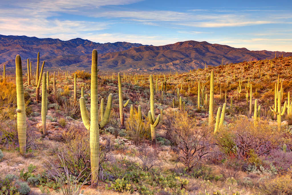 Saguaro National Park is an American national park in Pima County, southeastern Arizona