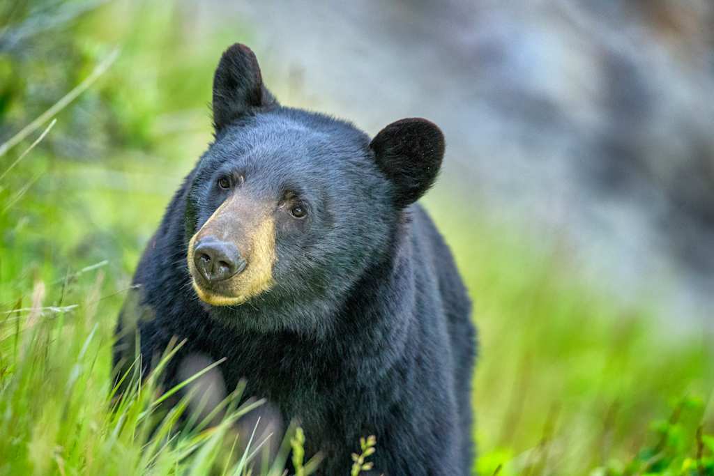 Black Bear in Jasper National Park, Canada