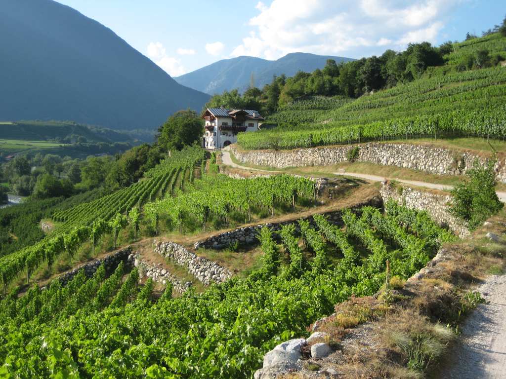 A lush, terraced vineyard nestled in a mountainous landscape, with a winding path leading through the verdant rows of grapevines and a small building visible in the distance.