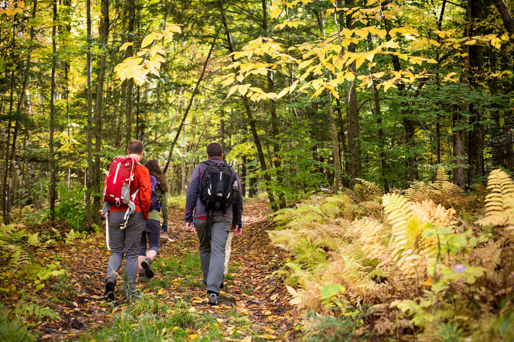 Two hikers walking on a trail through a lush, autumnal forest with vibrant yellow leaves and ferns covering the ground.